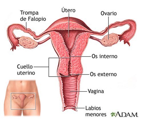 infografia-utero
