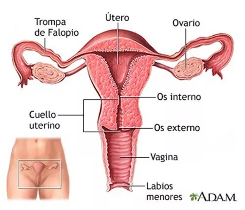 utero normal