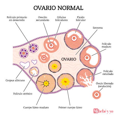 ovario infografia