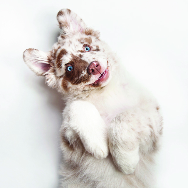 MASCOTA1